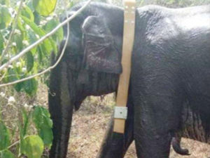 hathi
