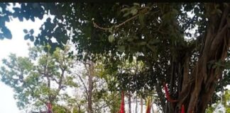 लच्छीवाला के घने जंगल एवं हाइवे पर आस्था का केंद्र है मणि माई का मन्दिर